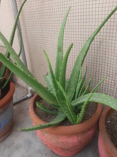 aloe vera plant