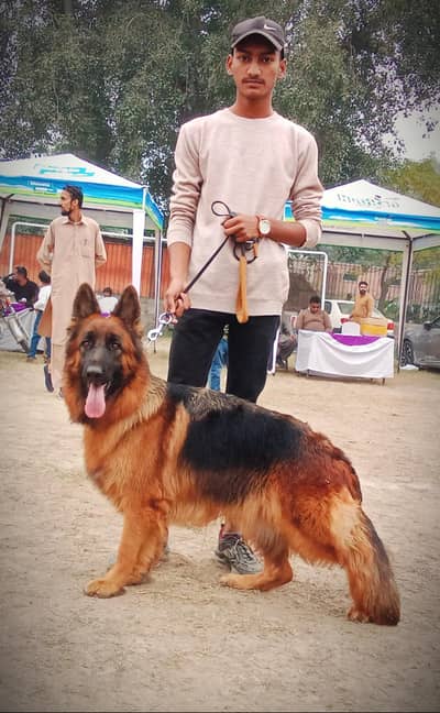 German shepherd breeder female