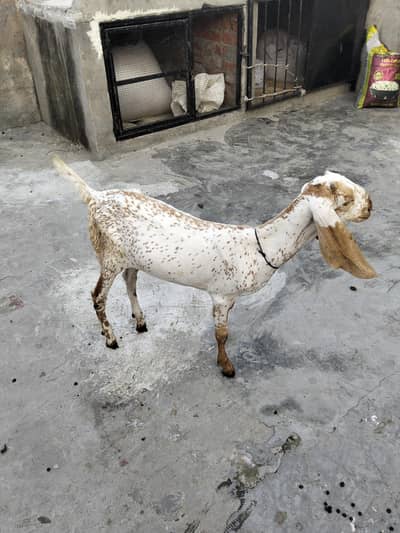 goats for sale
