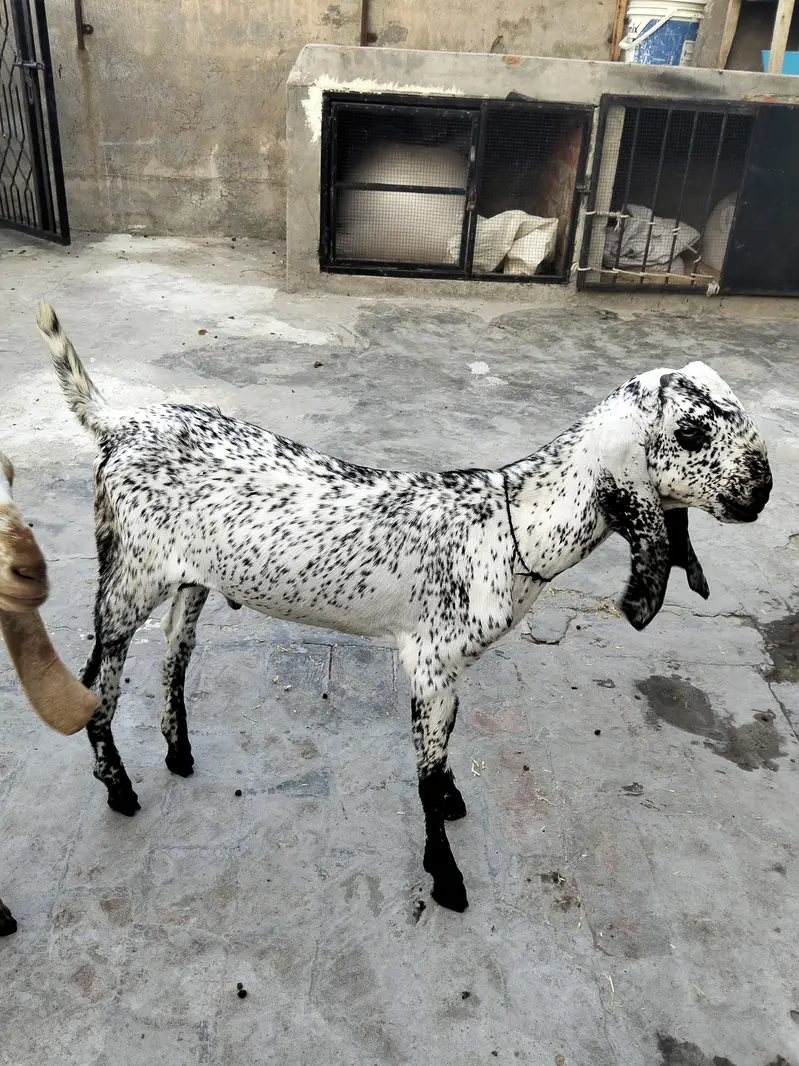 goats for sale — photo 2