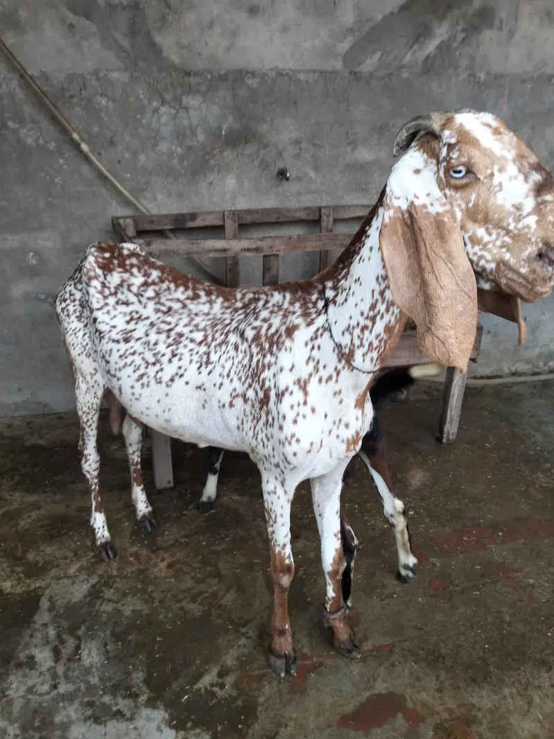 goats for sale — photo 3
