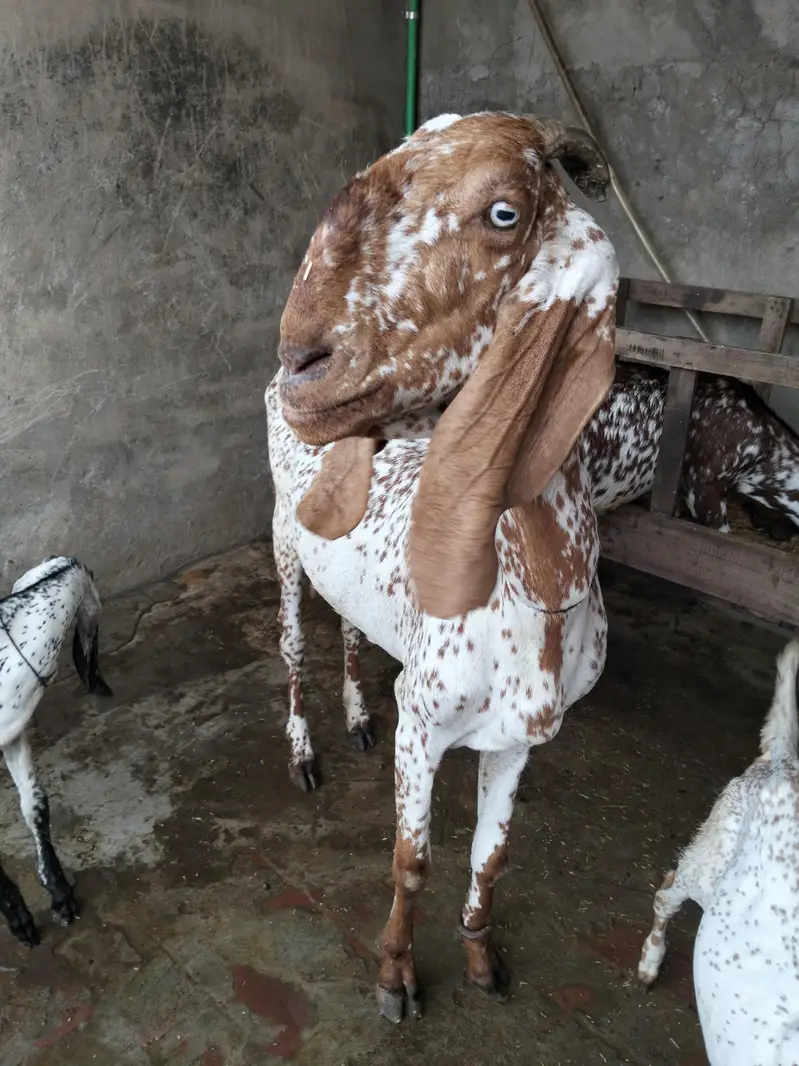 goats for sale — photo 4