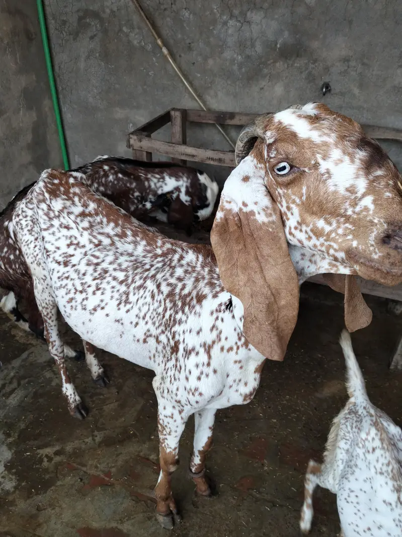 goats for sale — photo 5