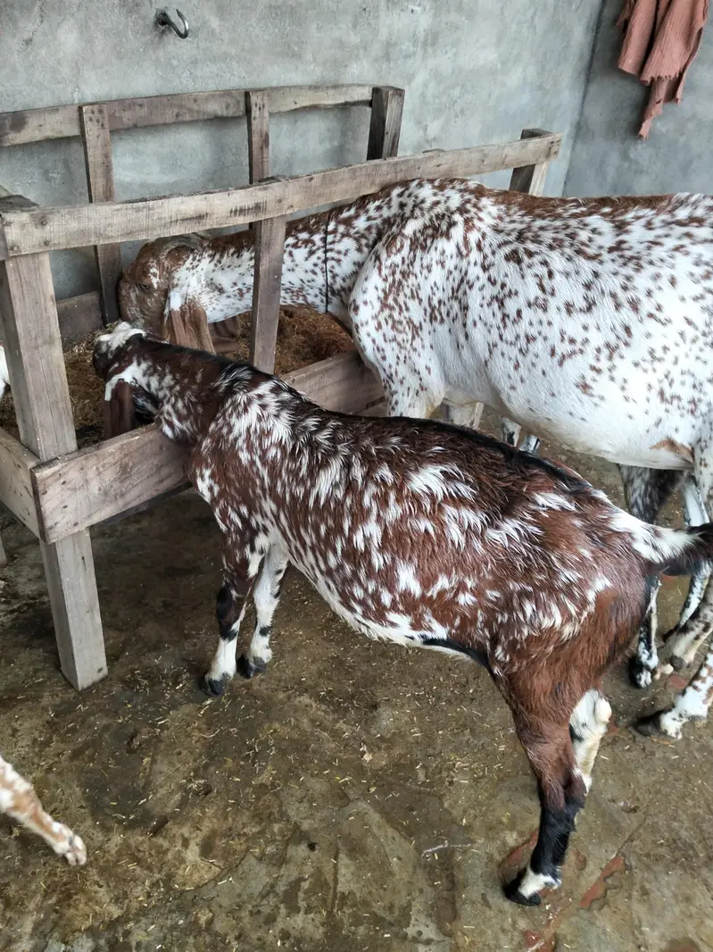 goats for sale — photo 6