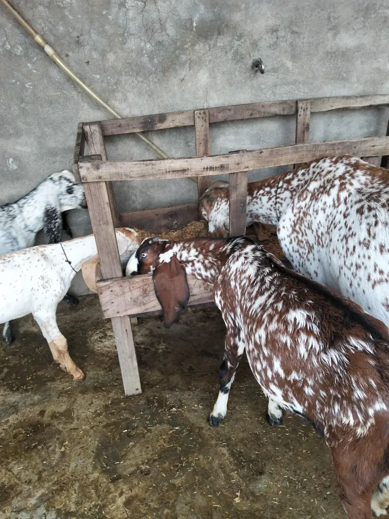 goats for sale — photo 7