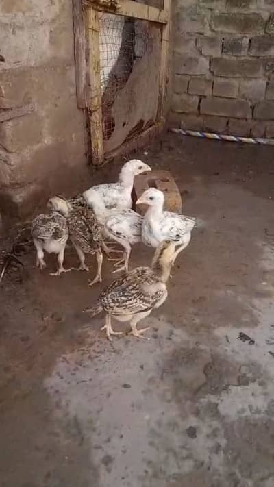 Aseel chicks