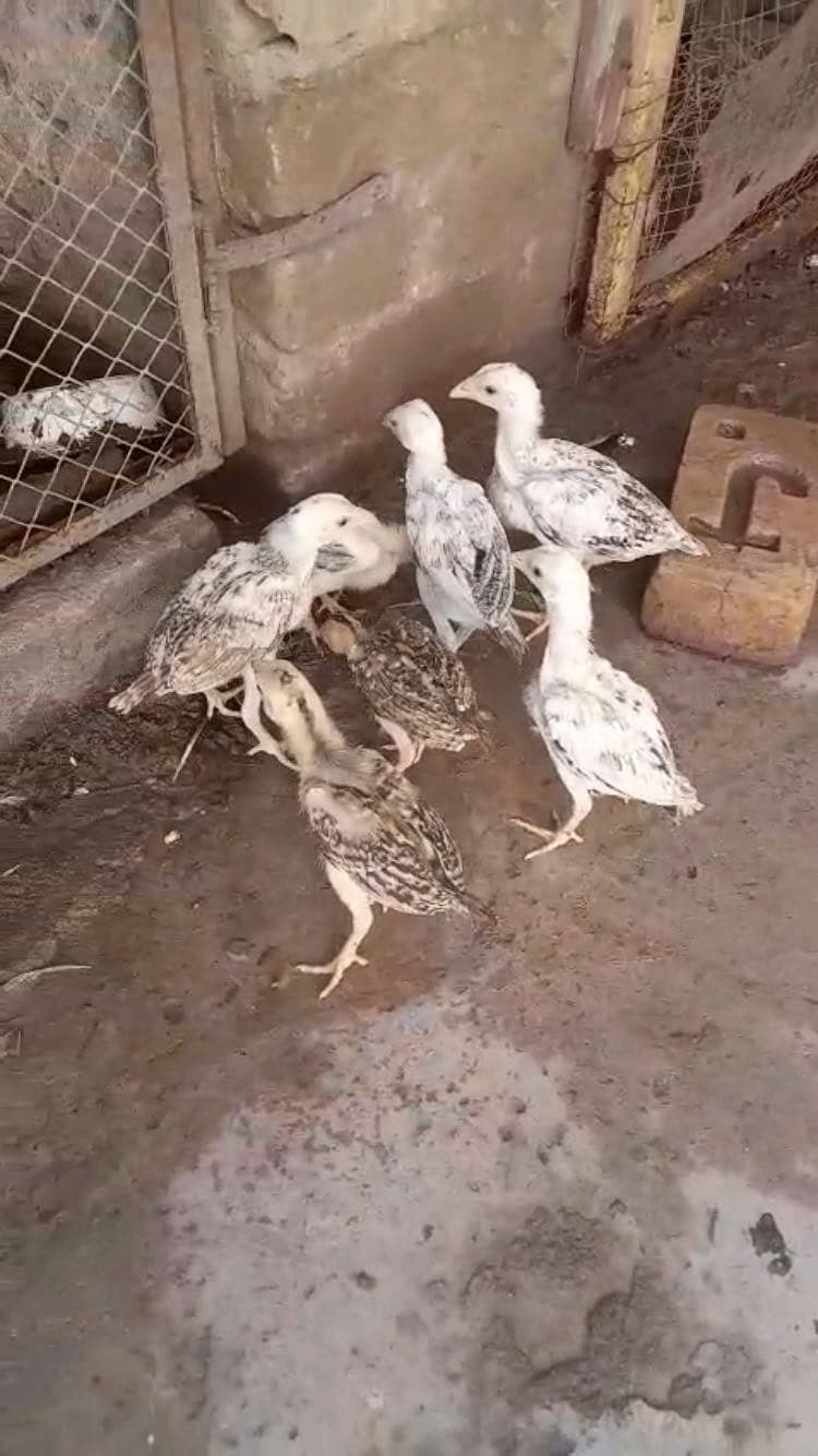 Aseel chicks 1