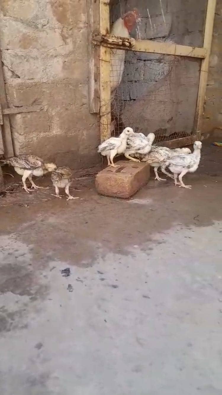 Aseel chicks 2
