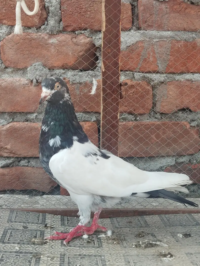 Teddy jora.   -    Saleti jora.  -   Kala red blood wala jora. — photo 2