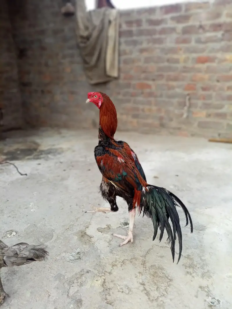 murga — photo 2