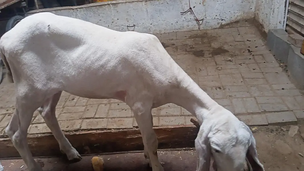 D  face larkana dumbi. — photo 5