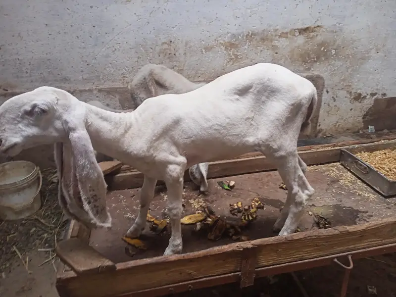 D  face larkana dumbi. — photo 6
