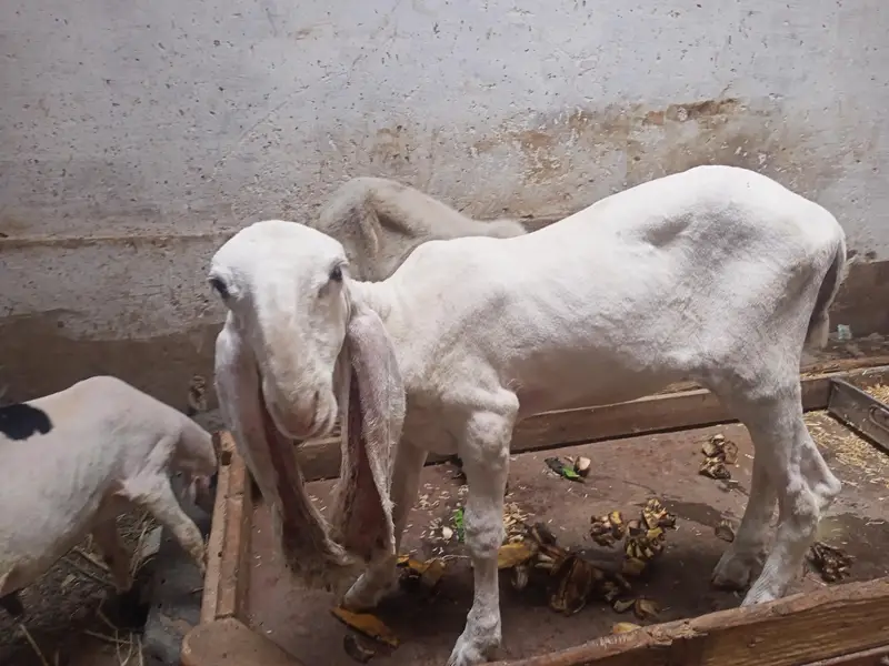 D  face larkana dumbi. — photo 7