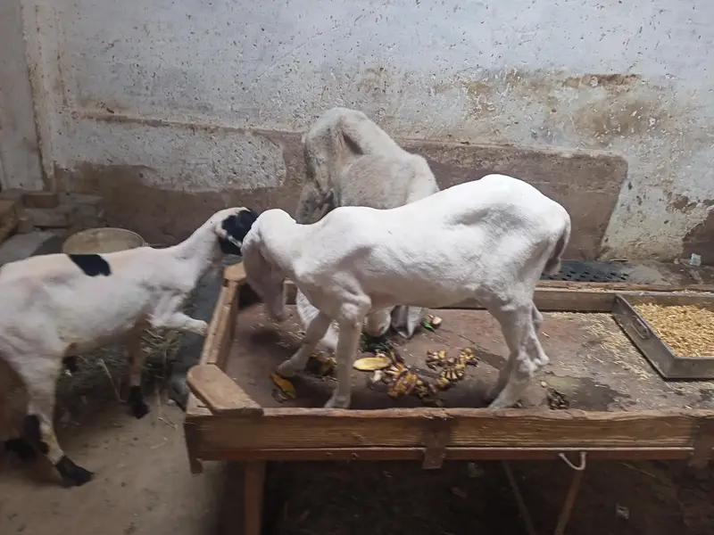 D  face larkana dumbi. — photo 8