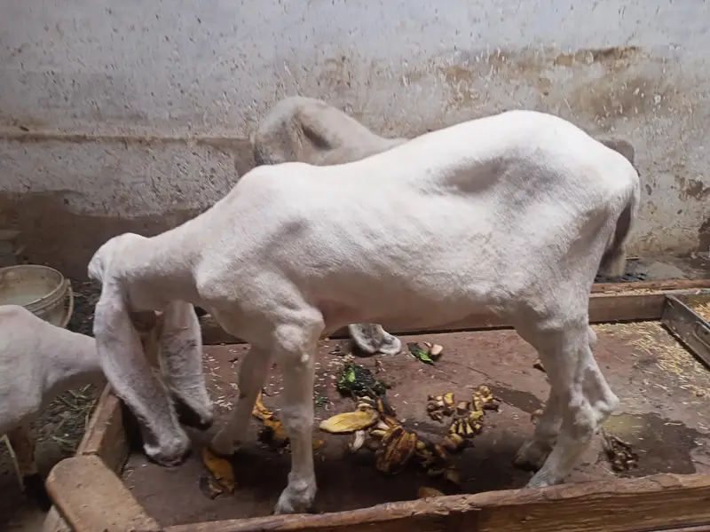 D  face larkana dumbi. — photo 10