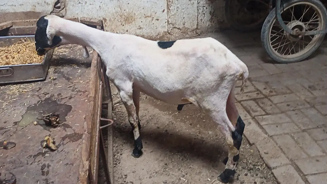 D  face larkana dumbi. — photo 11