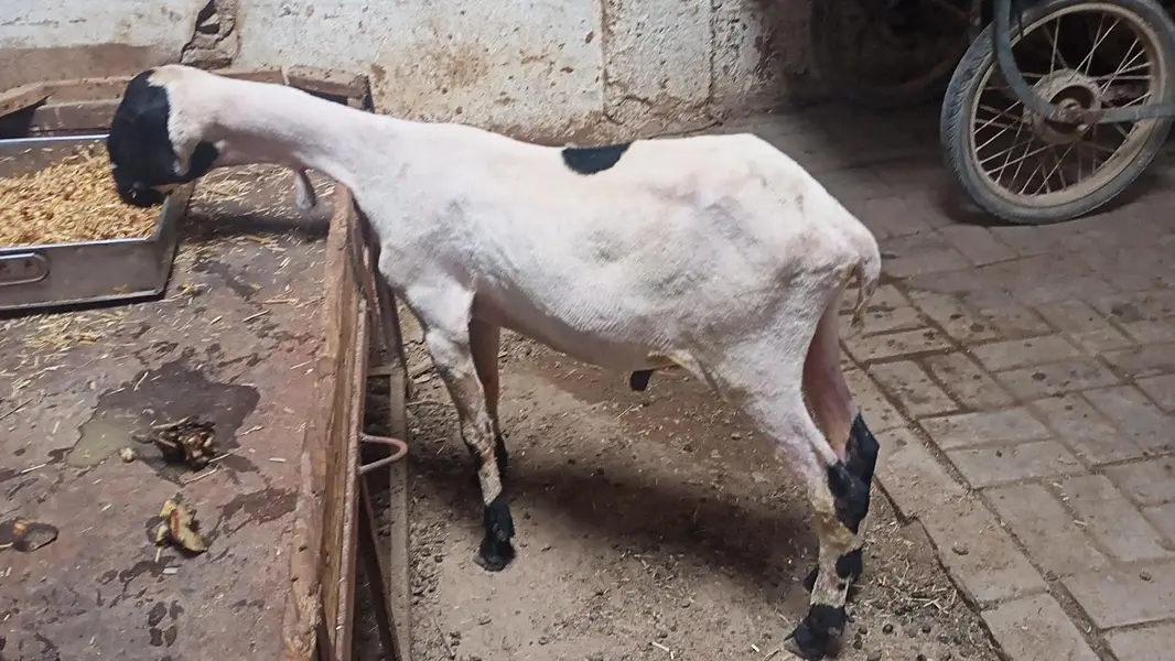 D  face larkana dumbi. — photo 12