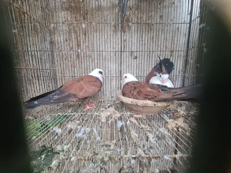 karbalai — photo 5