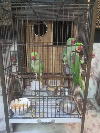 Bolny waly parriot han