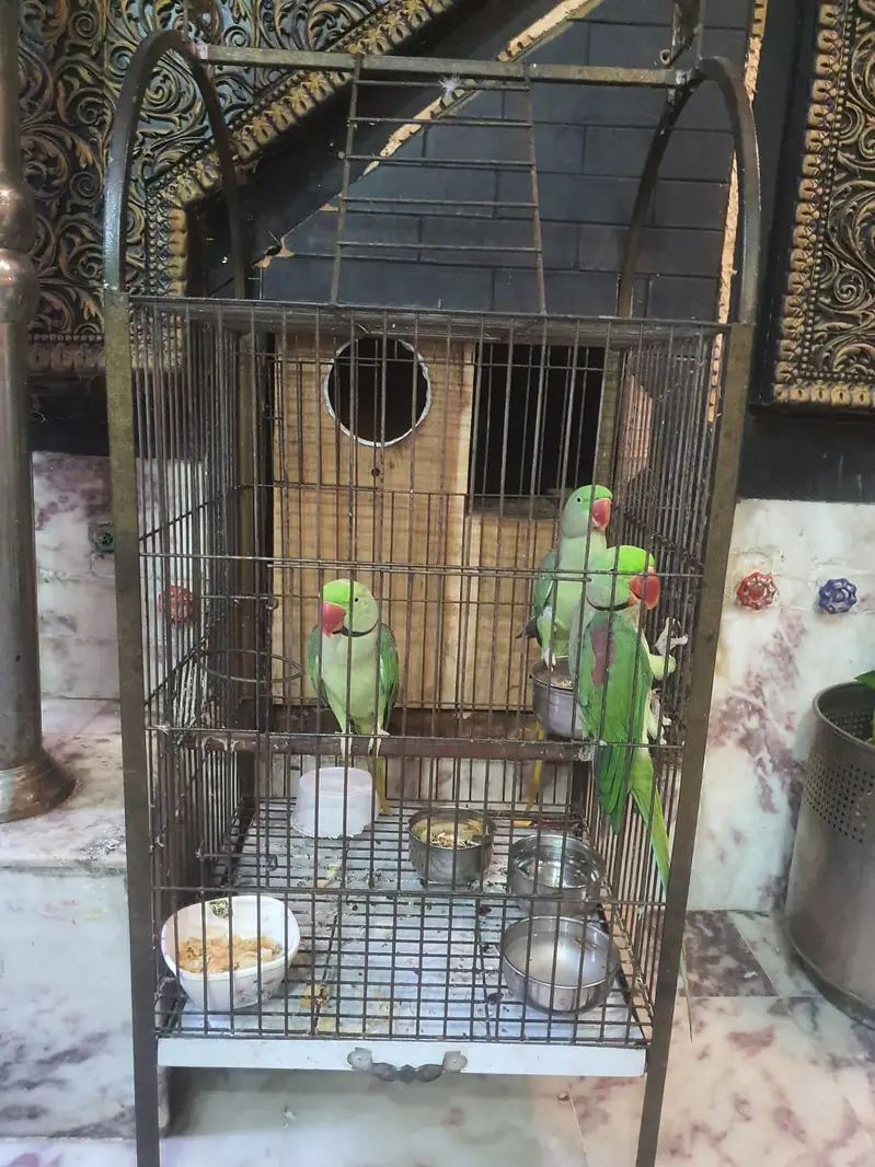 Bolny waly parriot han — photo 2