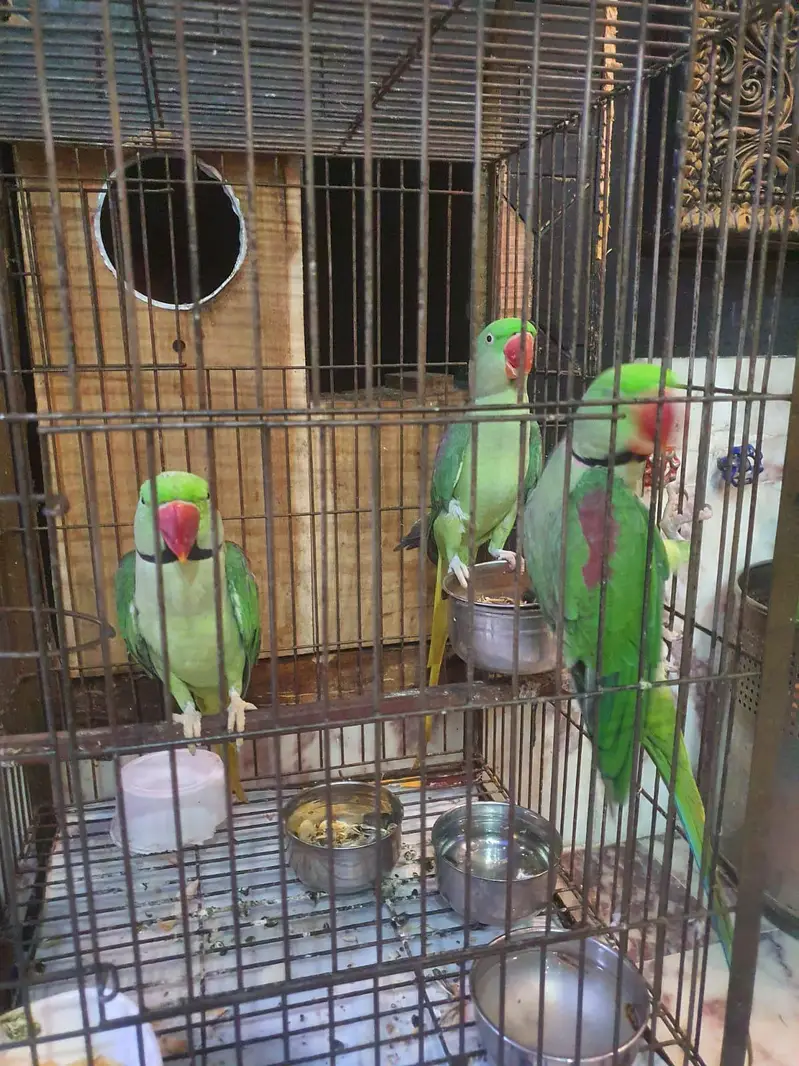 Bolny waly parriot han — photo 3