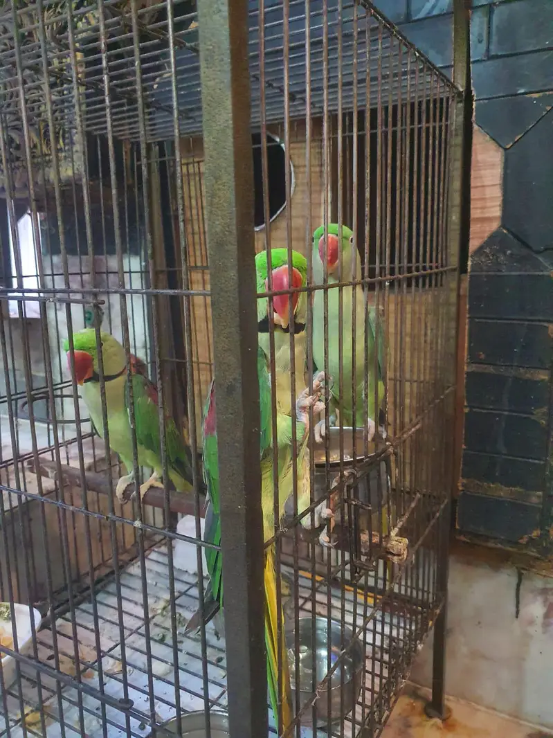 Bolny waly parriot han — photo 4