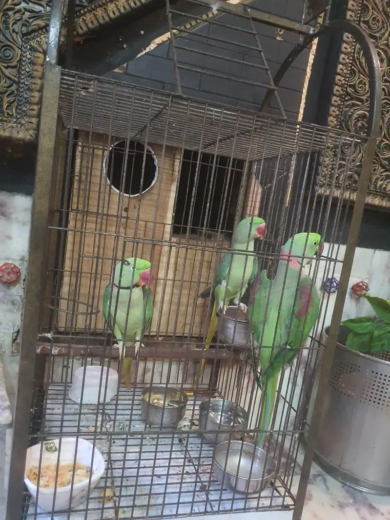 Bolny waly parriot han — photo 5