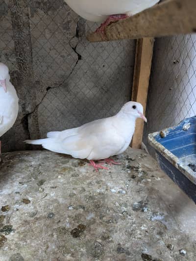 DOVE BIRDS WHITE PAIRS & RED EYES
