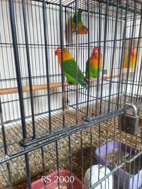 confirm breeder — photo 2