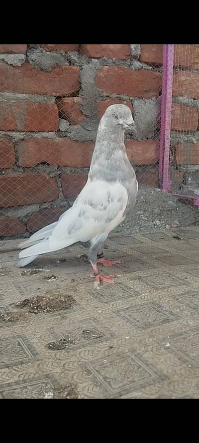 Kasni Saleti jora.  -  2   jonseera Male