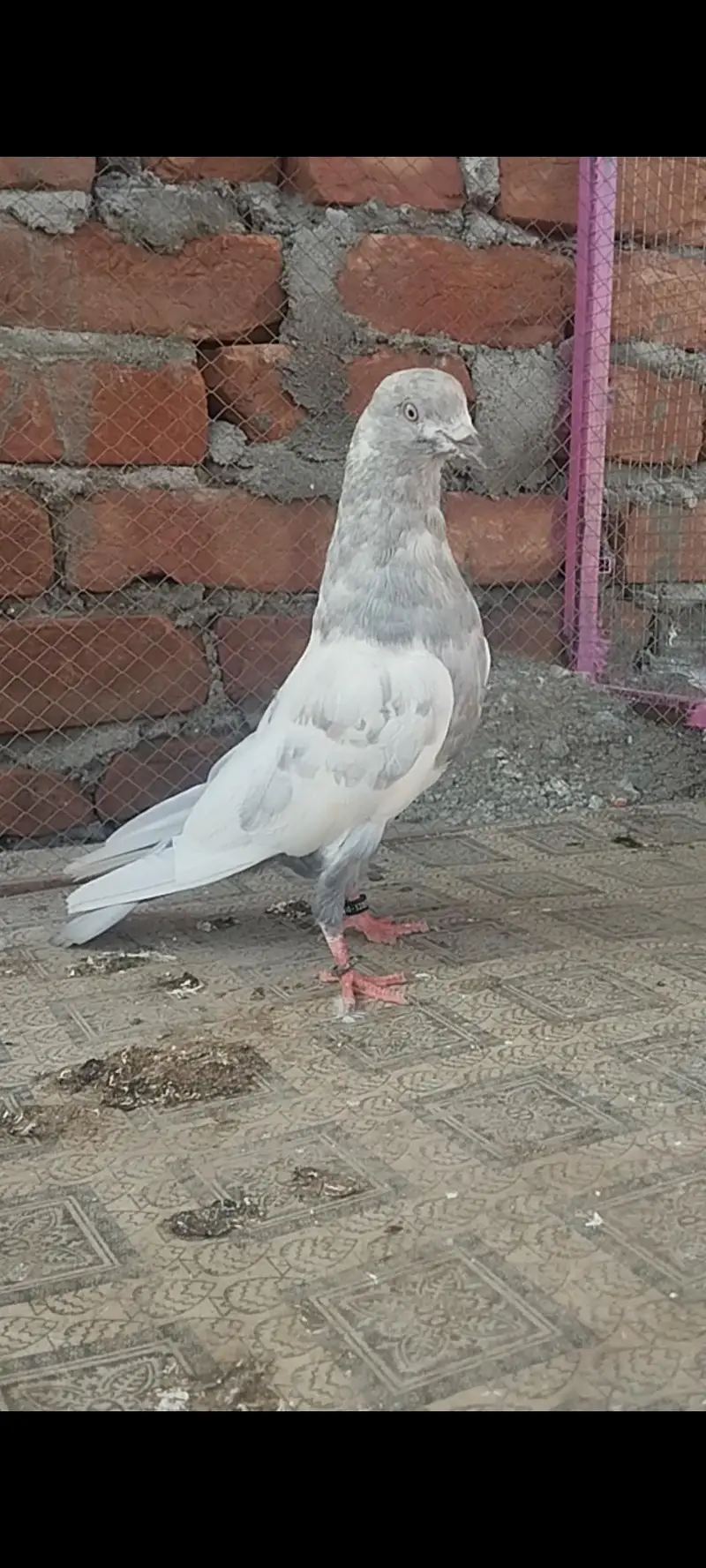 Teddy jora.   -    Saleti jora.  -   Kala red blood wala jora. — photo 3