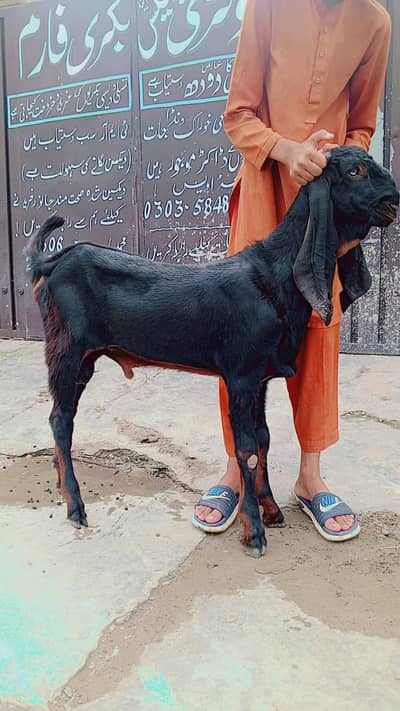 Black breeder Quality Male | bakra | Goat For sale
