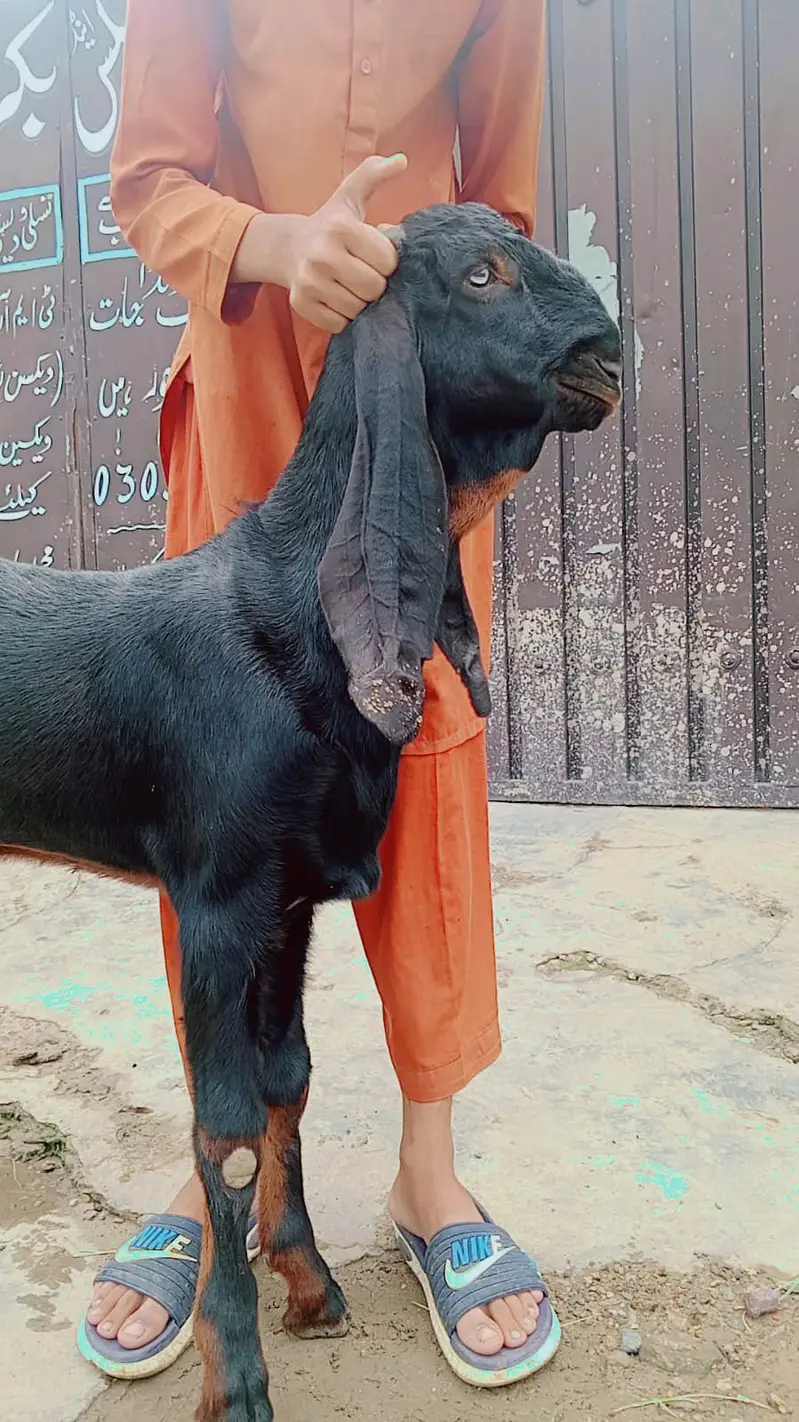 Black breeder Quality Male | bakra | Goat For sale — photo 2