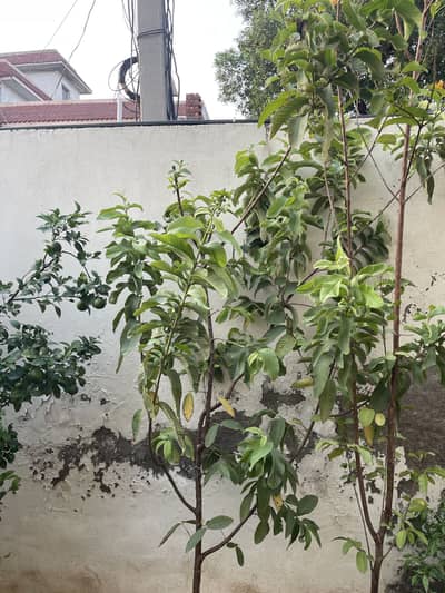 Amrood Guava Tree for Sale