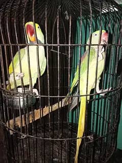RAW PARROT female with cage