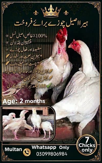 Aseel Hena  All Setup available