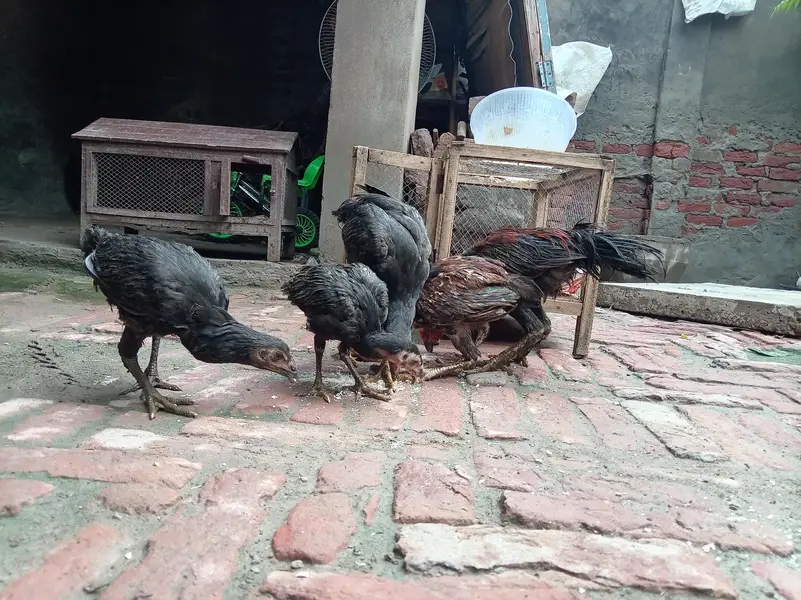 Aseel Mianwali — photo 2