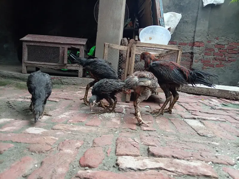Aseel Mianwali — photo 3