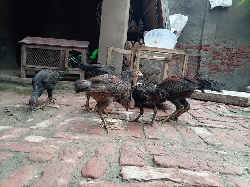Aseel Mianwali — photo 4