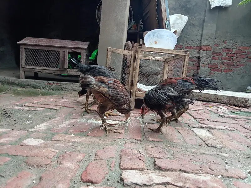 Aseel Mianwali — photo 5