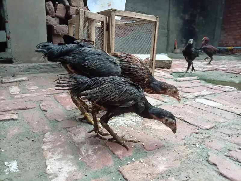 Aseel Mianwali — photo 6
