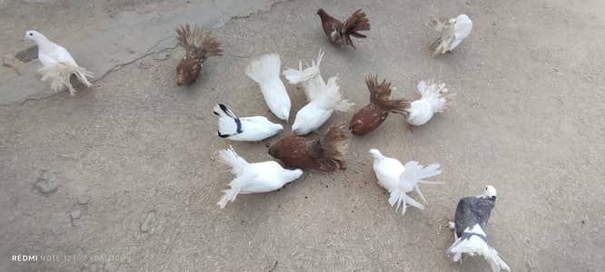 pigeon