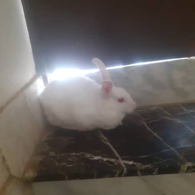 3 Rabbits  white healthy red eyes for sale