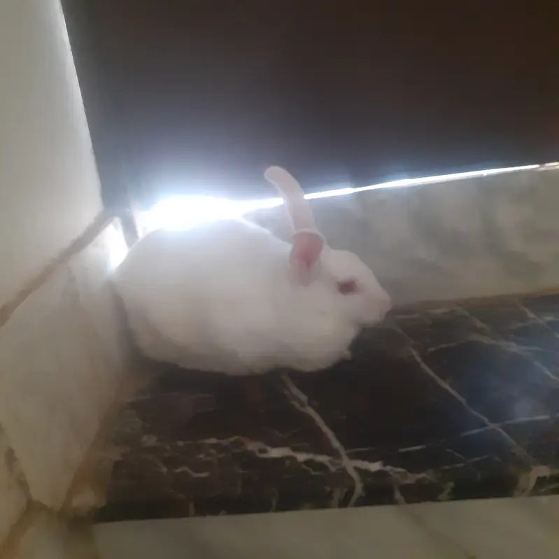 3 Rabbits  white healthy red eyes for sale