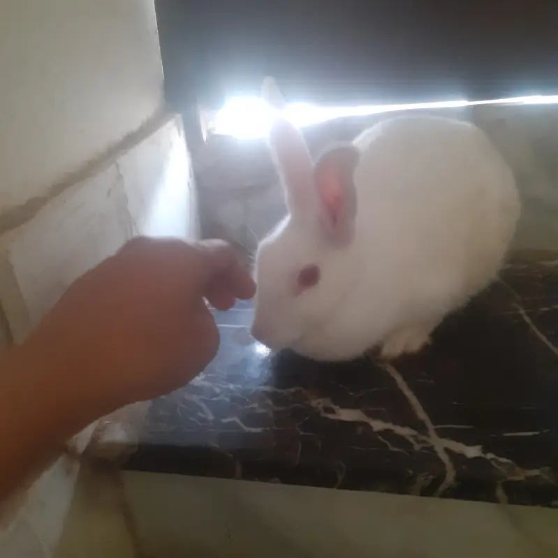 3 Rabbits  white healthy red eyes for sale — photo 2
