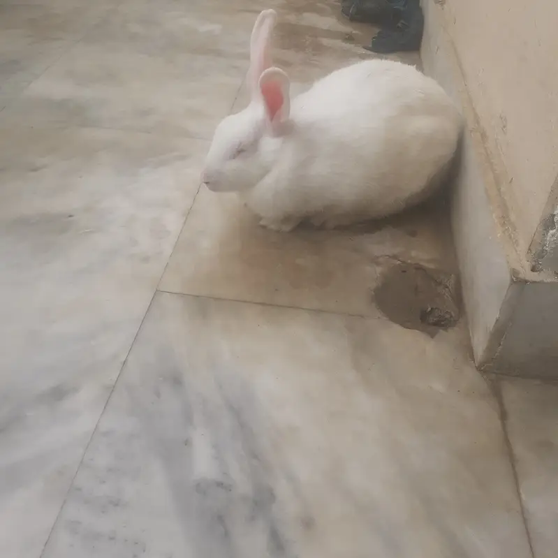 3 Rabbits  white healthy red eyes for sale — photo 3