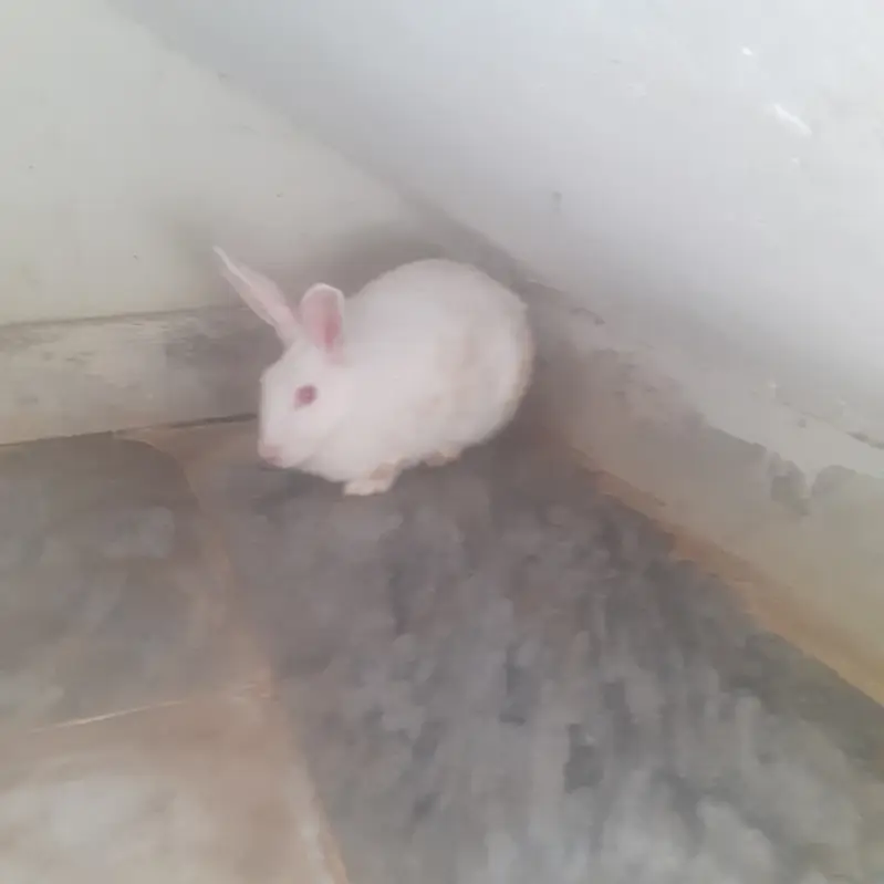 3 Rabbits  white healthy red eyes for sale — photo 4