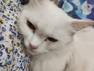 White Persian Fully Trained Cat for Sale.