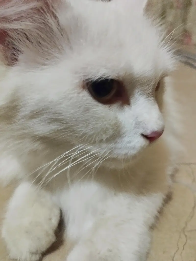 White Persian Fully Trained Cat for Sale. — photo 2