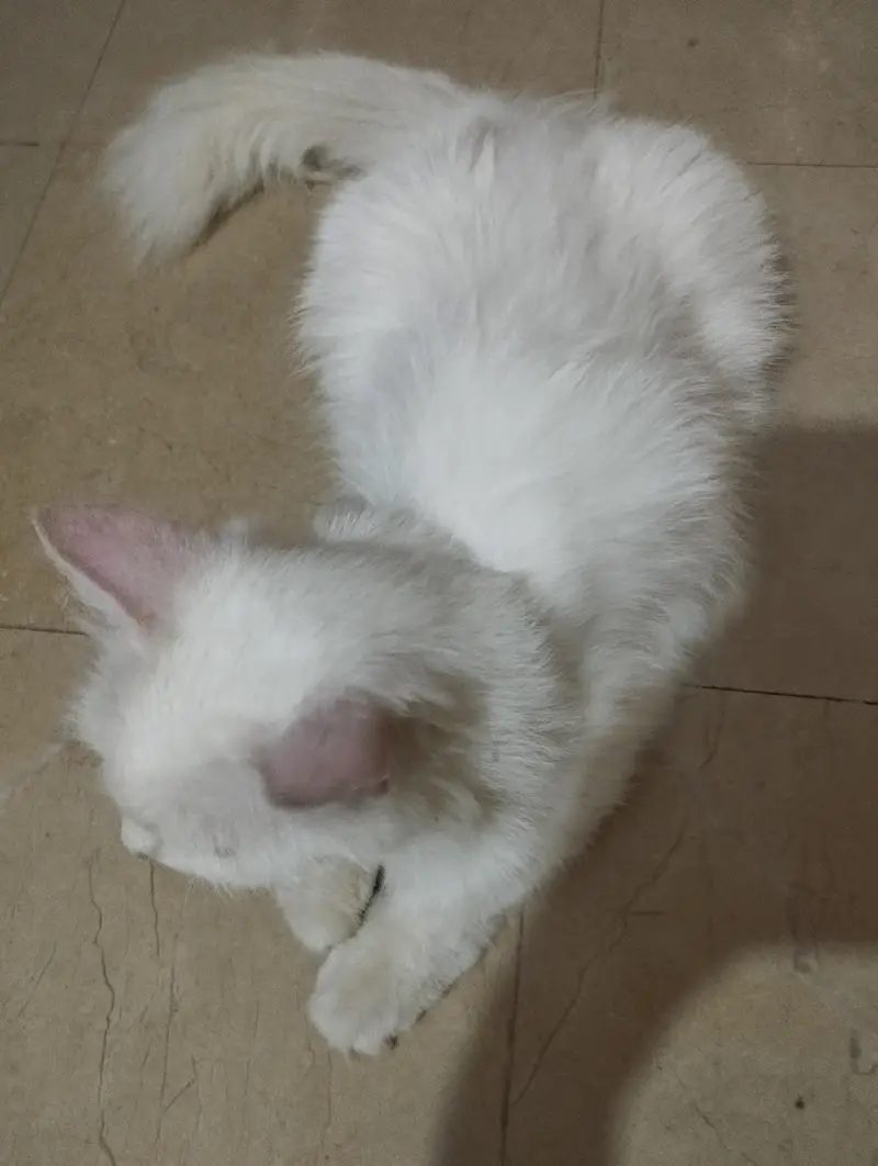 White Persian Fully Trained Cat for Sale. — photo 3